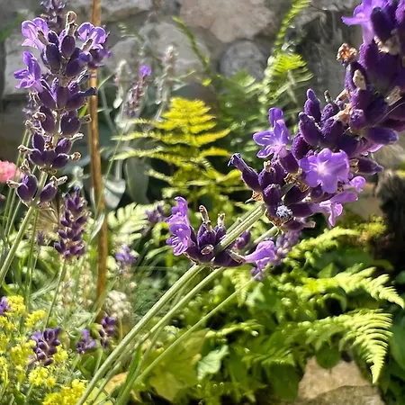 Bachperle - Alpenidyll Mit Kamin, Balkon Oder Terrasse Fuer Geniesser * Киферсфельден